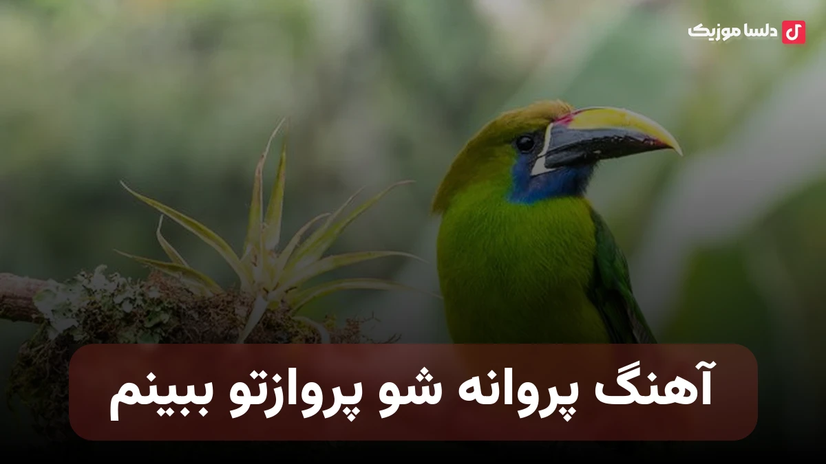  پروانه شو پروازتو ببینم رفتی که با عذاب تو بمیرم